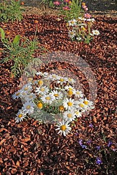 Mulching of buckwheat hulls in a flowerbed