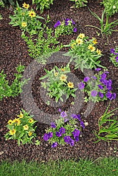 Mulching of buckwheat hulls in a flowerbed