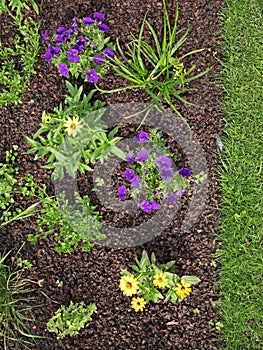 Mulching of buckwheat hulls in a flowerbed