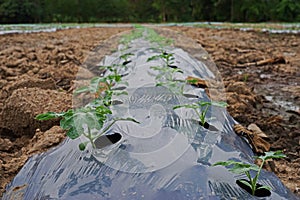 Mulching film or plastic cover soil for keeping moisture and control weed in crops photo