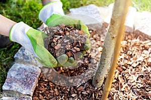 Mulching flowerbed with pine tree bark mulch