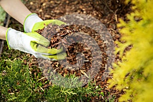 Mulching garden conifer bed with pine tree bark mulch photo