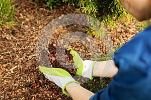 mulching conifer bed with pine tree bark mulch