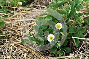 Mulching garden strawberries on the garden beds straw to protect against weed germination. Young strawberry bushes