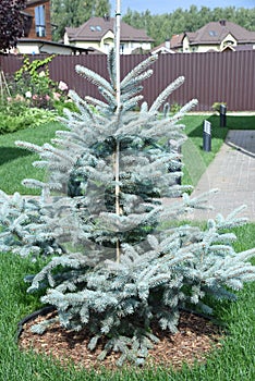 Mulching pine bark around young conifer tree. Blue evergreen spruce branch