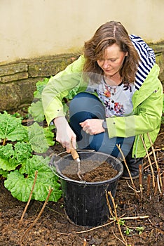 Mulching the rhubarb and raspberry plants, in March.