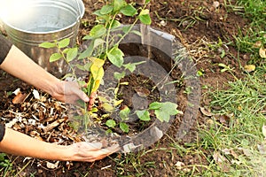 Mulching soil with sawdust