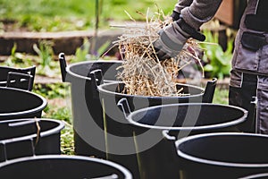 Mulching with straw, cultivation with buckets