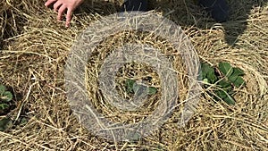 Mulching straw mulch strawberry bushes in the garden