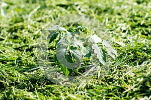 Mulching the topsoil on a vegetable bed with mowed grass from the lawn. production of biohumus organic fertilizer. Earth