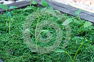 Mulching the topsoil on a vegetable bed with mowed grass from the lawn. production of biohumus organic fertilizer. Earth erosion