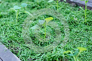 Mulching the topsoil on a vegetable bed with mowed grass from the lawn. production of biohumus organic fertilizer. Earth erosion