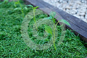 Mulching the topsoil on a vegetable bed with mowed grass from the lawn. production of biohumus organic fertilizer. Earth erosion