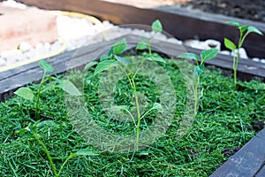 Mulching the topsoil on a vegetable bed with mowed grass from the lawn. production of biohumus organic fertilizer. Earth erosion