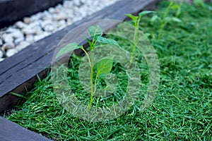 Mulching the topsoil on a vegetable bed with mowed grass from the lawn. production of biohumus organic fertilizer. Earth erosion