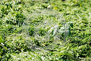 Mulching the topsoil on a vegetable bed with mowed grass from the lawn. production of biohumus organic fertilizer. Earth erosion