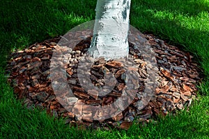 Mulching tree bark around a whitewashed tree trunk.