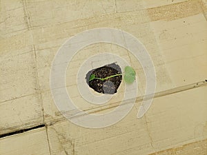 mulching in the vegetable garden with cardboard. use of cardboard in the vegetable garden. padded zucchini plant