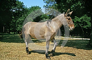 MULE