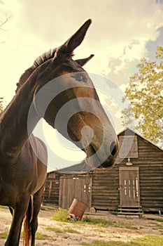 Mule and barn photo