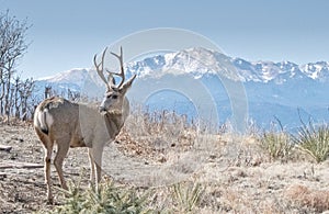 A Mule Buck Deer Looks Back in front of Pikes Peak and Scrub