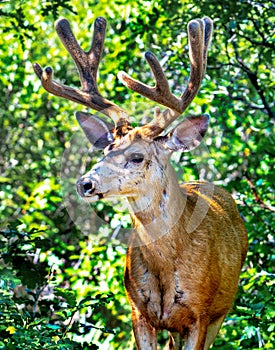 A Mule Buck Deer Shows off an impressive and growing Rack!