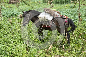 Mule with cargo of Hmong eating in field is a hybrid animal is popularly used as a vehicle for loading distinguishing feature of