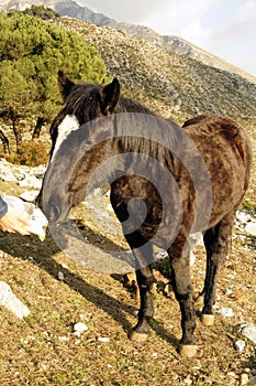 Mule in countryside.