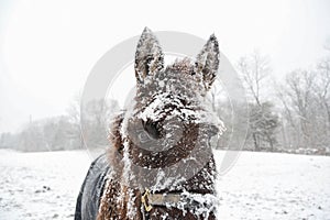 A mule covered in snow at the start of a winter storm