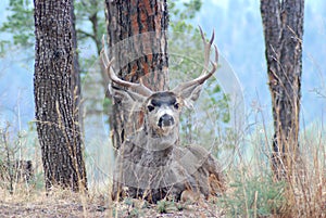 Mule Deer