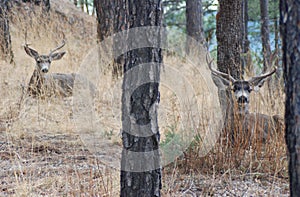 Mule Deer