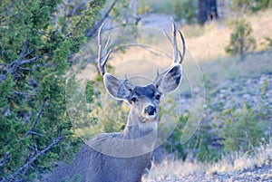 Mule Deer