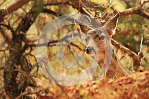 Mule Deer