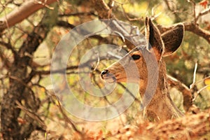 Mule Deer