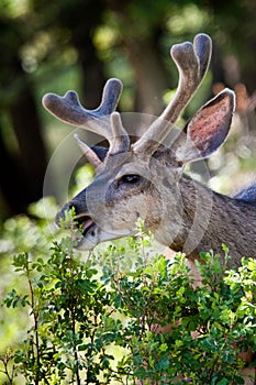 Mule Deer