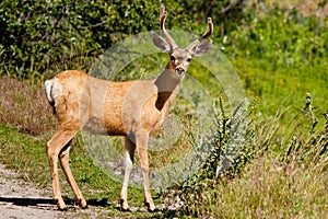 Mule Deer