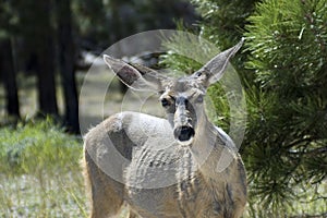 Mule Deer