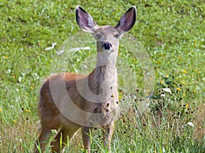 Mule Deer