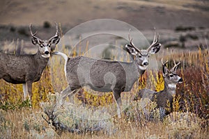 Mule deer bucks wildlife herd buck antler photo