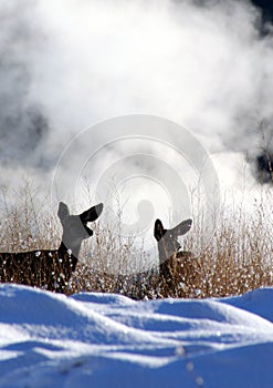 Mule deer