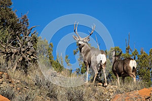 Mule Deer