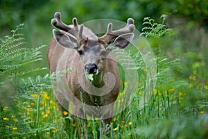 Mule Deer