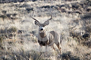 Mule Deer