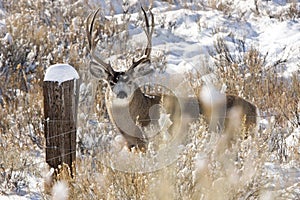 Mule Deer