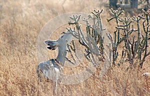 Mule Deer