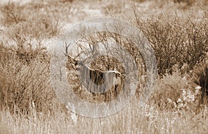 Mule Deer