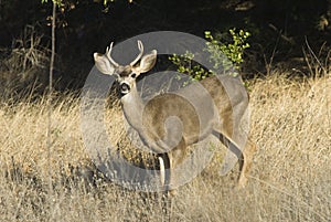 Mule deer