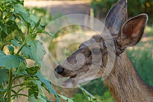 Mule Deer