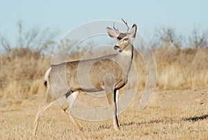 Mule Deer