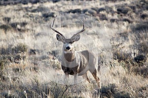 Mule Deer photo